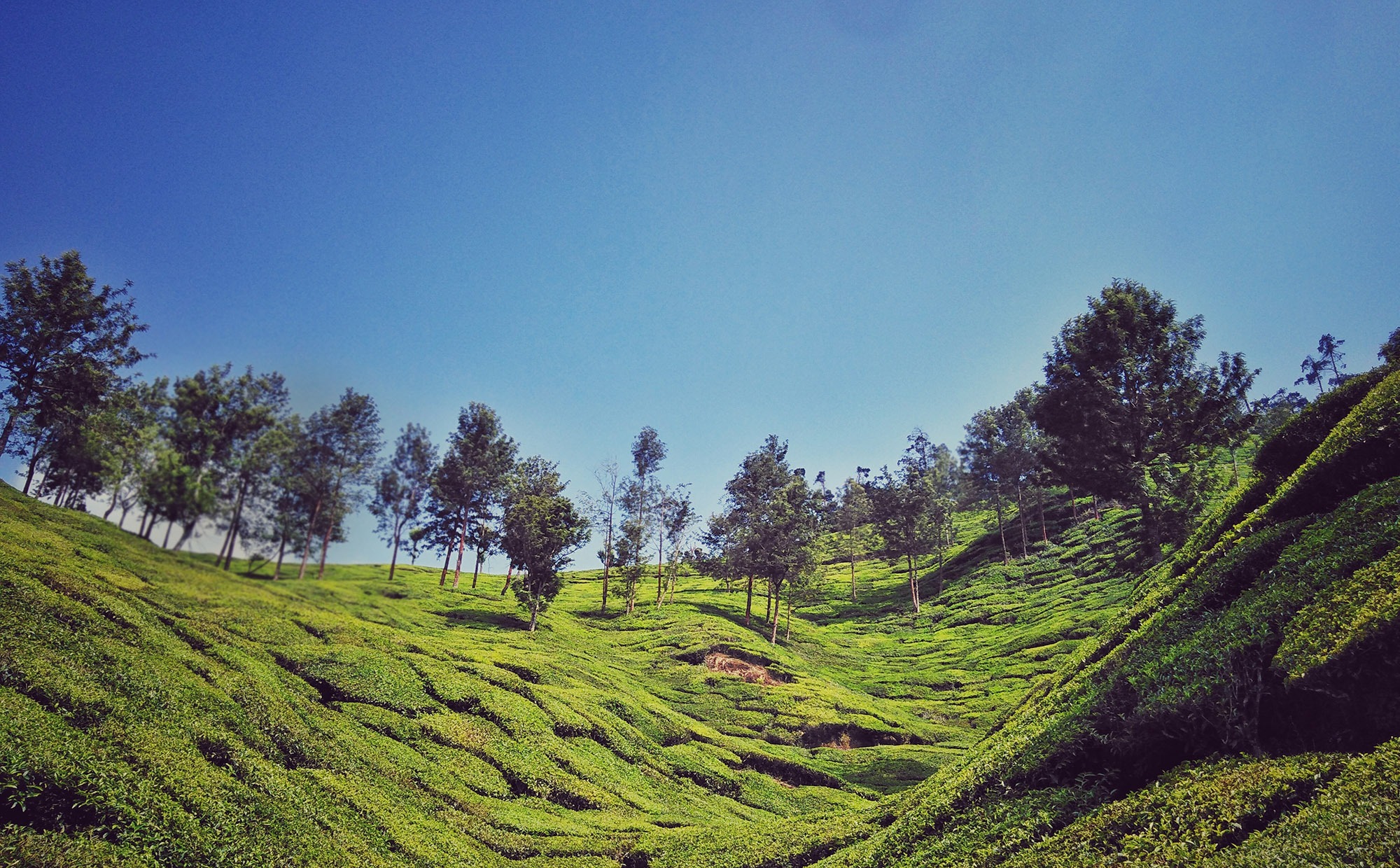 Plantation - Social and Environmental Responsibility