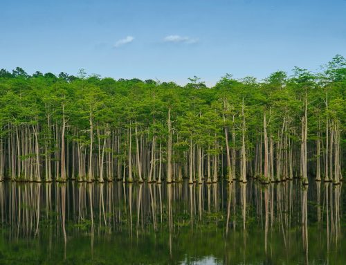 Biodiversity in a Big City